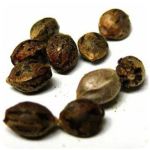 Семена марихуаны АК-47  (Seeds AK-47) в Александрове